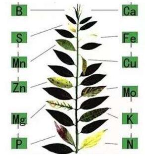 醫用91视频网下载分析微量元素對作物生長的作用